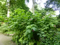 P1060636Wohlriechende Himbeere.webp