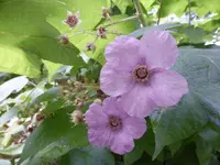 P1060637Wohlriechende Himbeere.webp