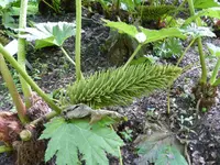 P1060639Mammutblatt.webp