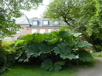 P1060643Mammutblatt.webp