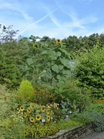 P1060646Sonnenblumen.webp