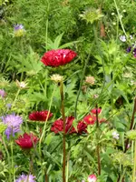 P1060653Aster.webp