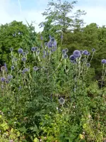 P1060654Kugeldistel.webp
