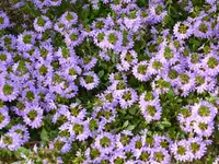 P1060663blauviolette Fächerblume.webp