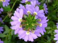 P1060666blauviolette Fächerblume.webp