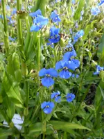 P1060667Knollige Tagblume.webp