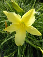 P1060669gelbe  Taglilie.webp