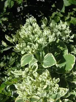 034_576x768.webp