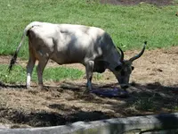 Befreiung.webp