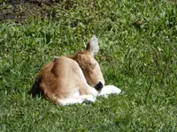 Kalb2.webp