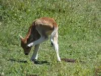Kalb.webp