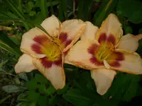 DSCI0556.jpg