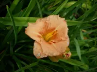 DSCI0559.webp