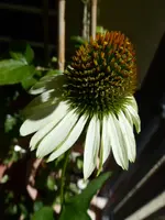 P1020430.webp