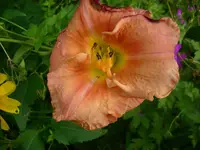 DSCI0561.jpg