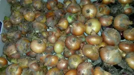 Zwiebel.webp