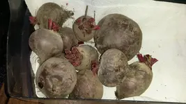 Rote Rüben.webp