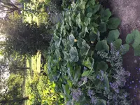 2017-07-26 Hokkaidobeet.webp