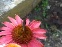 P1010195.webp