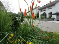 Blume.webp