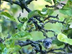 Apfelbaum mit Meislein.jpg