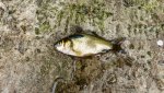 Fisch.jpg