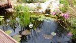 Teich.jpg