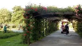 Rosenstärkung mit ökologischen Pflanzenstärkungsmittel im Rosarium Baden.webp
