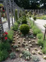Verlegung einer Tröpfchenbewässerung linksseitig im Schloßparterre.webp