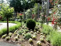 Verlegung einer Tröpfchenbewässerung,rechtsseitig im Schloßparterre des Rosariums.webp