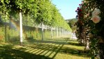 RAINBIRD-Versenkregner im Rosarium Baden.jpg