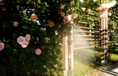 RAINBIRD-Versenkregner während der Beregnung im Schloßparterre-Rosarium Baden.jpg