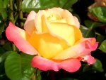 Rose im Rosarium Baden.JPG