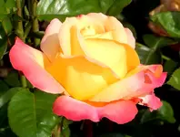 Rose im Rosarium Baden.webp
