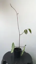 IMG-20170731-WA0005.webp