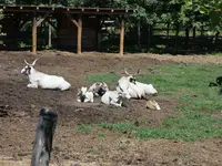 Kalb3.webp