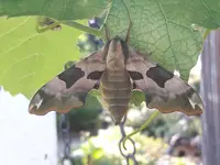 20170731_163211.webp