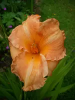 DSCI0563.jpg