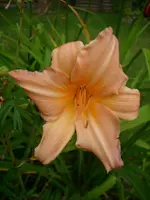 DSCI0567.jpg