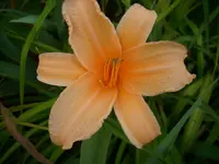 DSCI0568.webp
