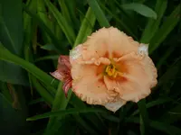 DSCI0569.jpg