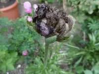 P1010558mohnknospe.webp
