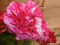 P1010557rose.webp