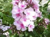 P1010555phlox.webp