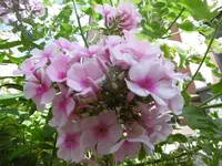 P1010554phlox.webp