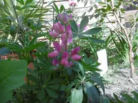 P1010551.webp