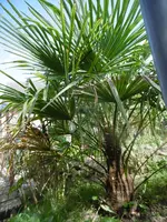 P1010549 palme.webp