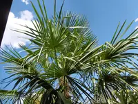 P1010548palme.webp