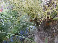 P1010547palme s.webp