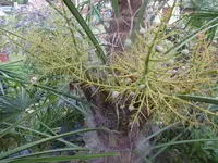 P1010546palme s.webp